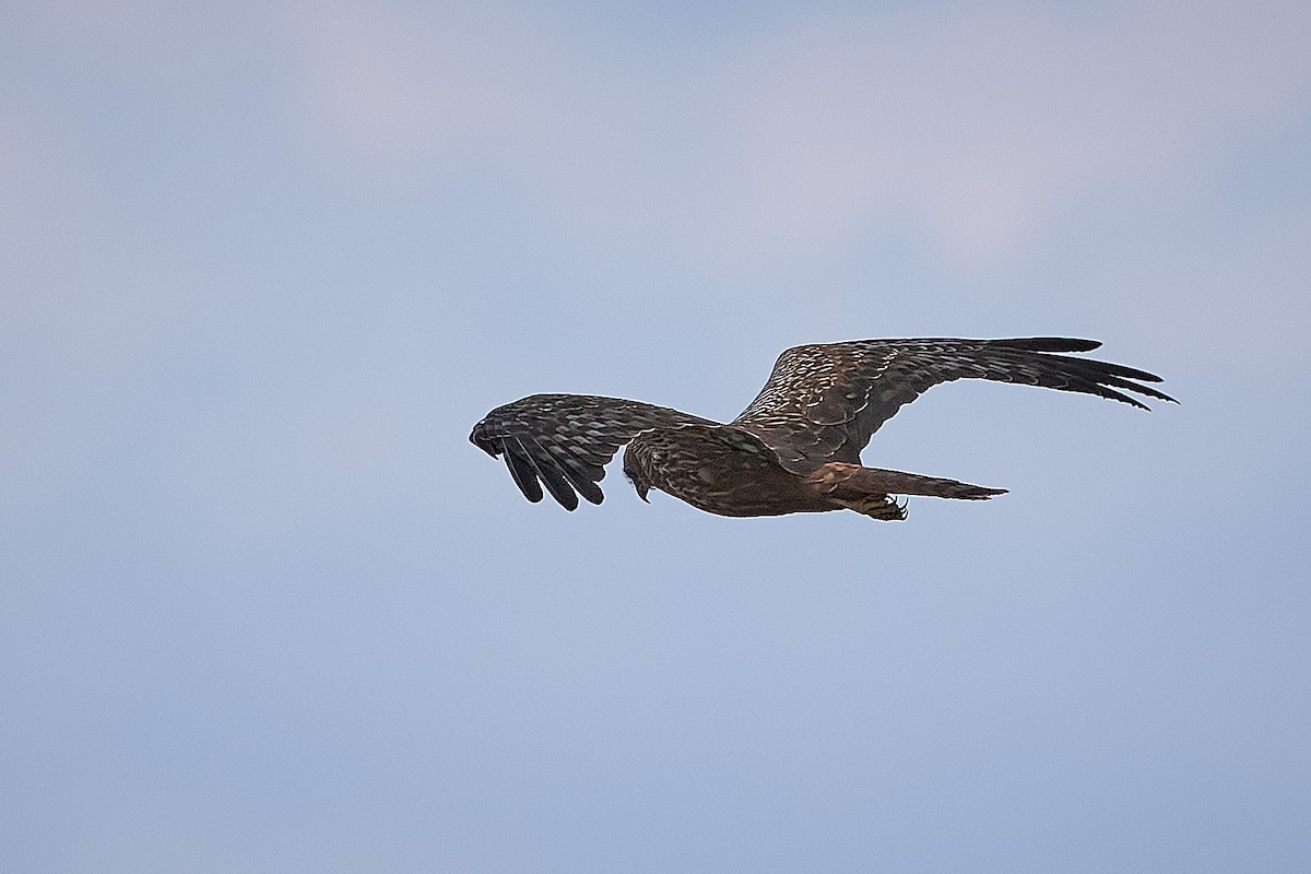 African Marsh Harrier - ML627712572