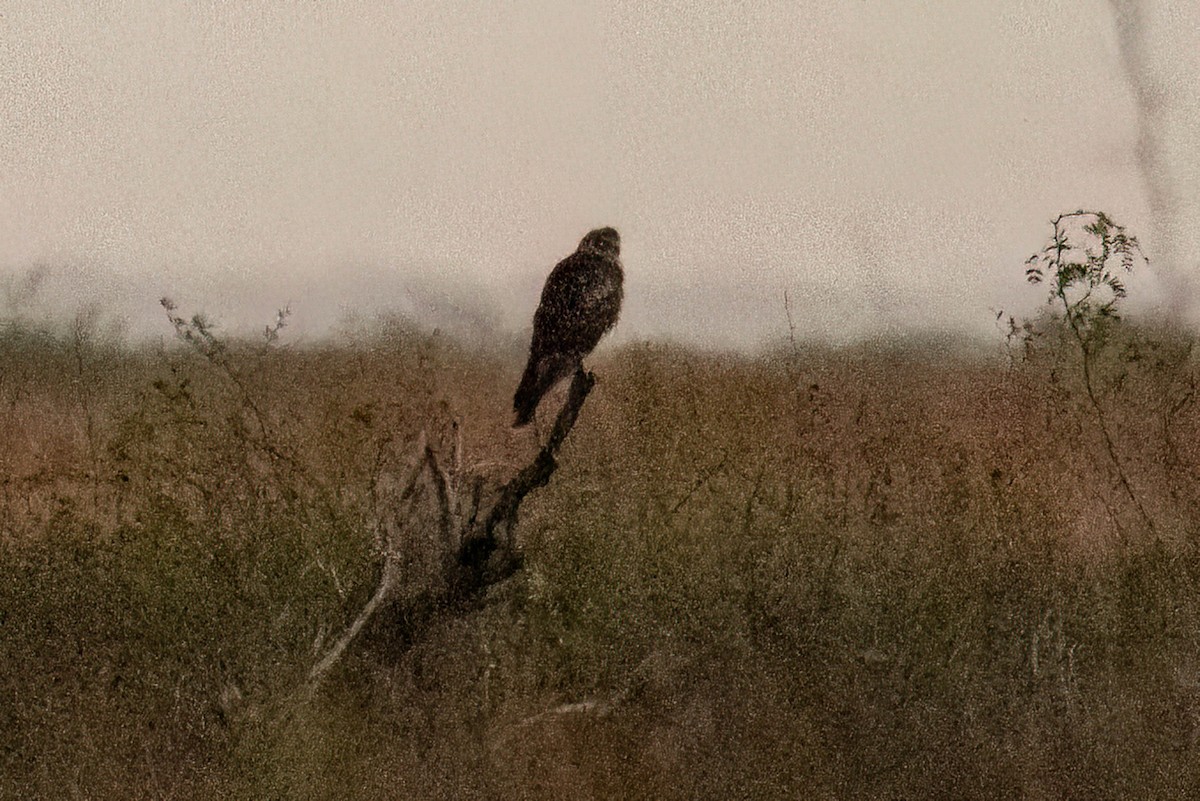 Northern Harrier - ML627712577