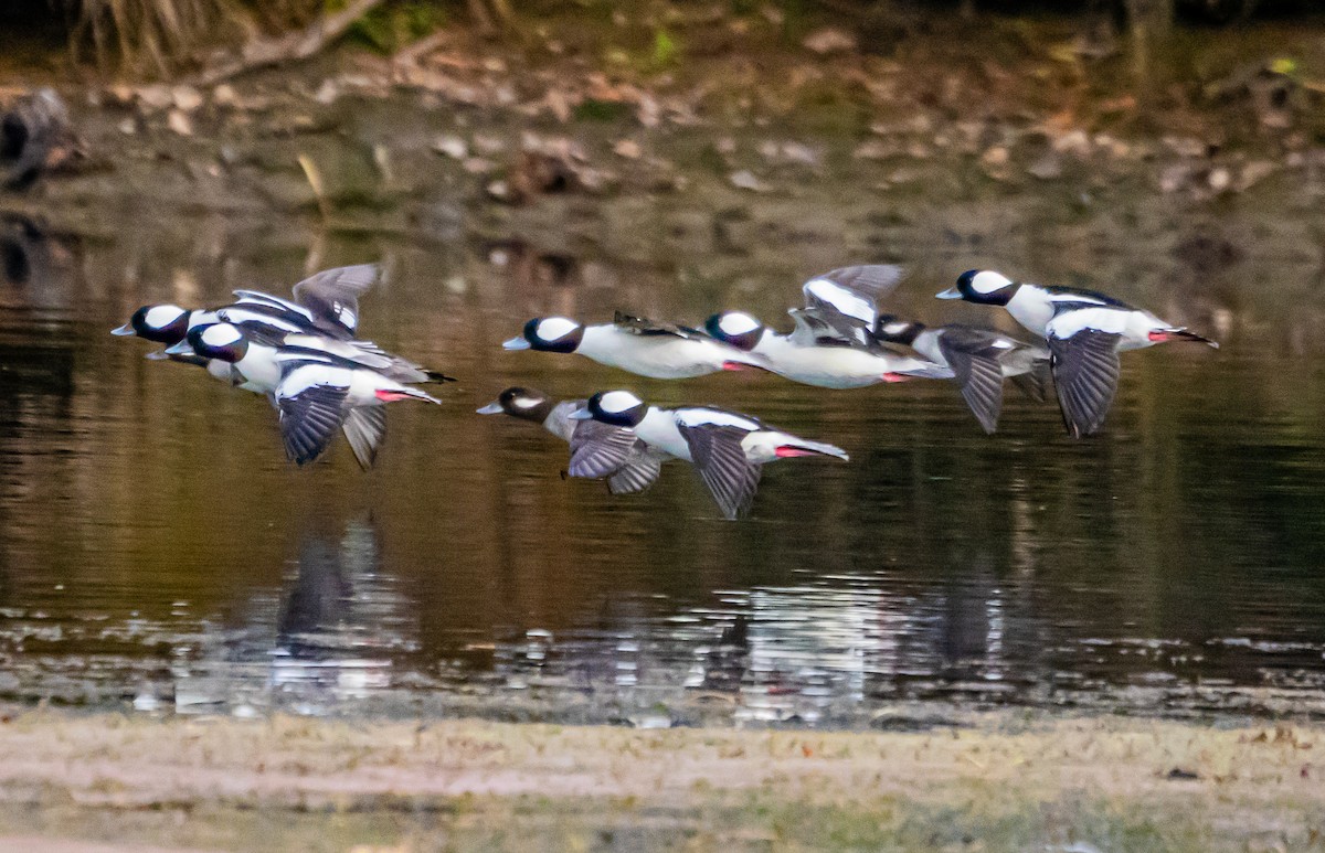 Bufflehead - ML627712579