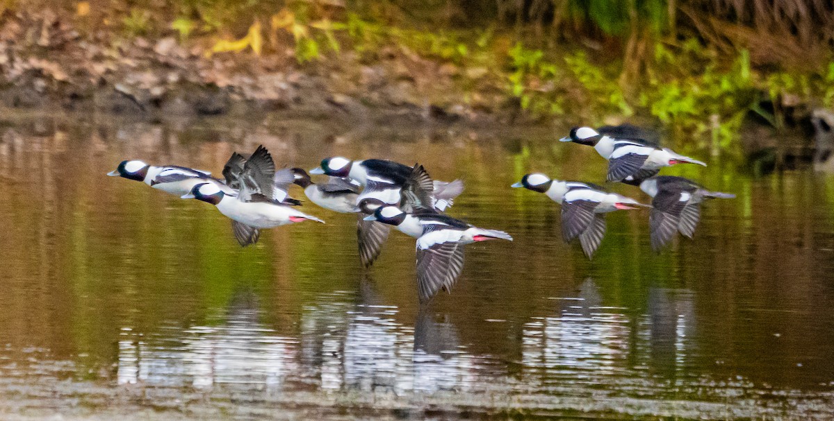 Bufflehead - ML627712580