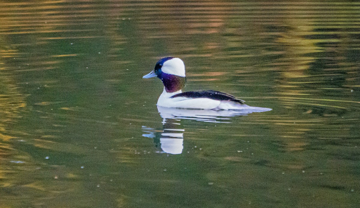 Bufflehead - ML627712581