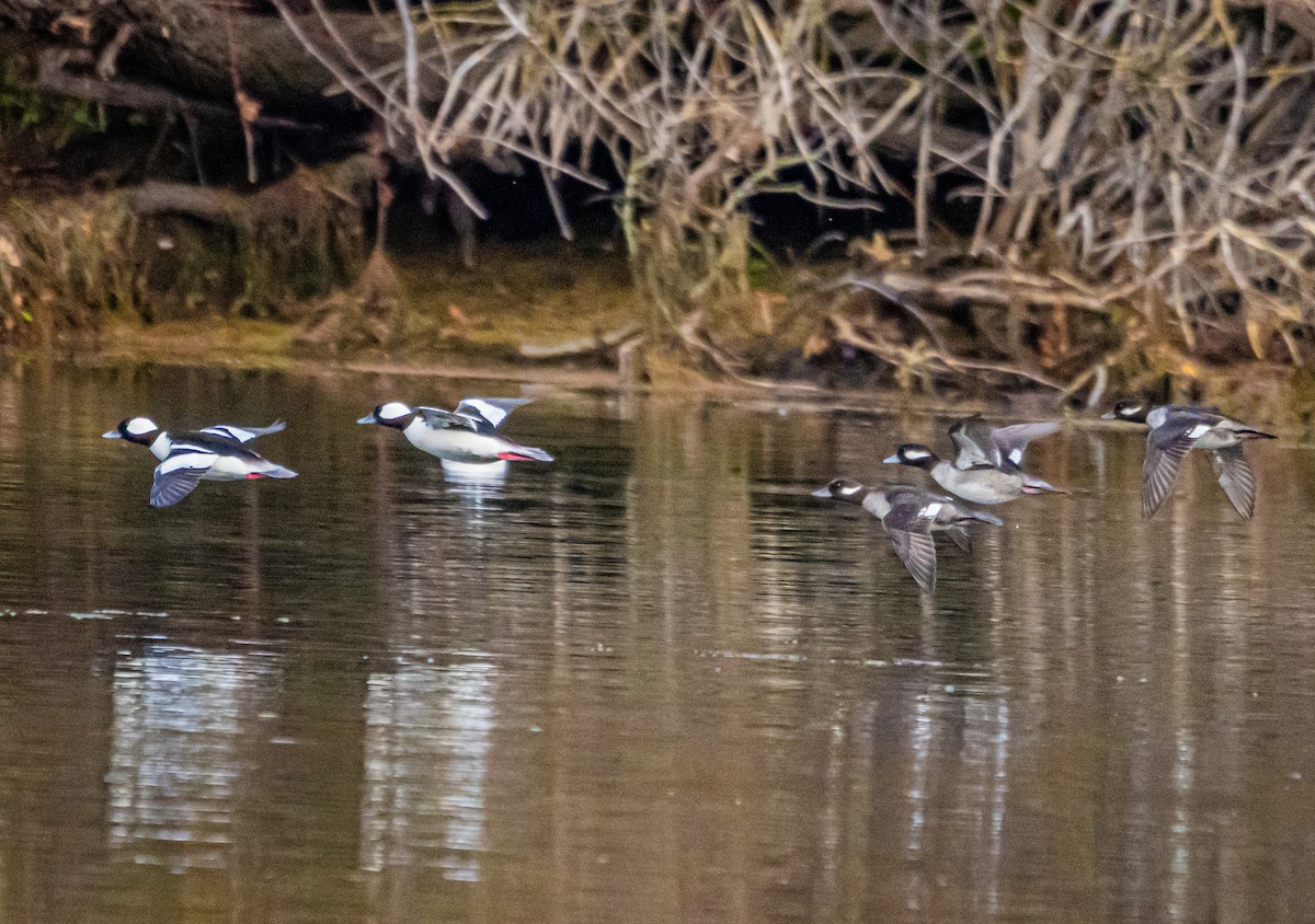 Bufflehead - ML627712582