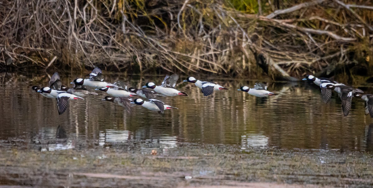 Bufflehead - ML627712583