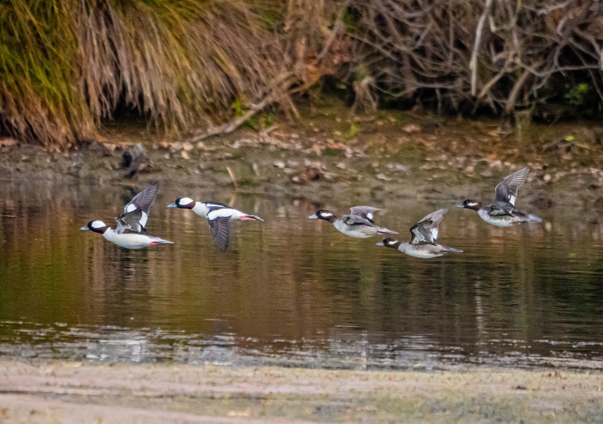 Bufflehead - ML627712584