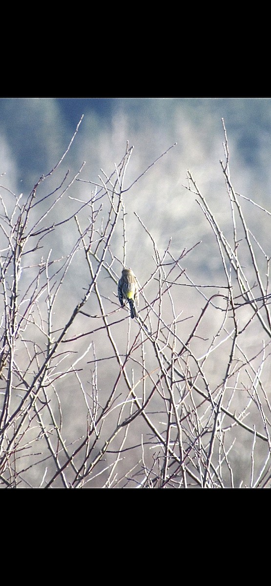 Yellow-rumped Warbler - ML627712600