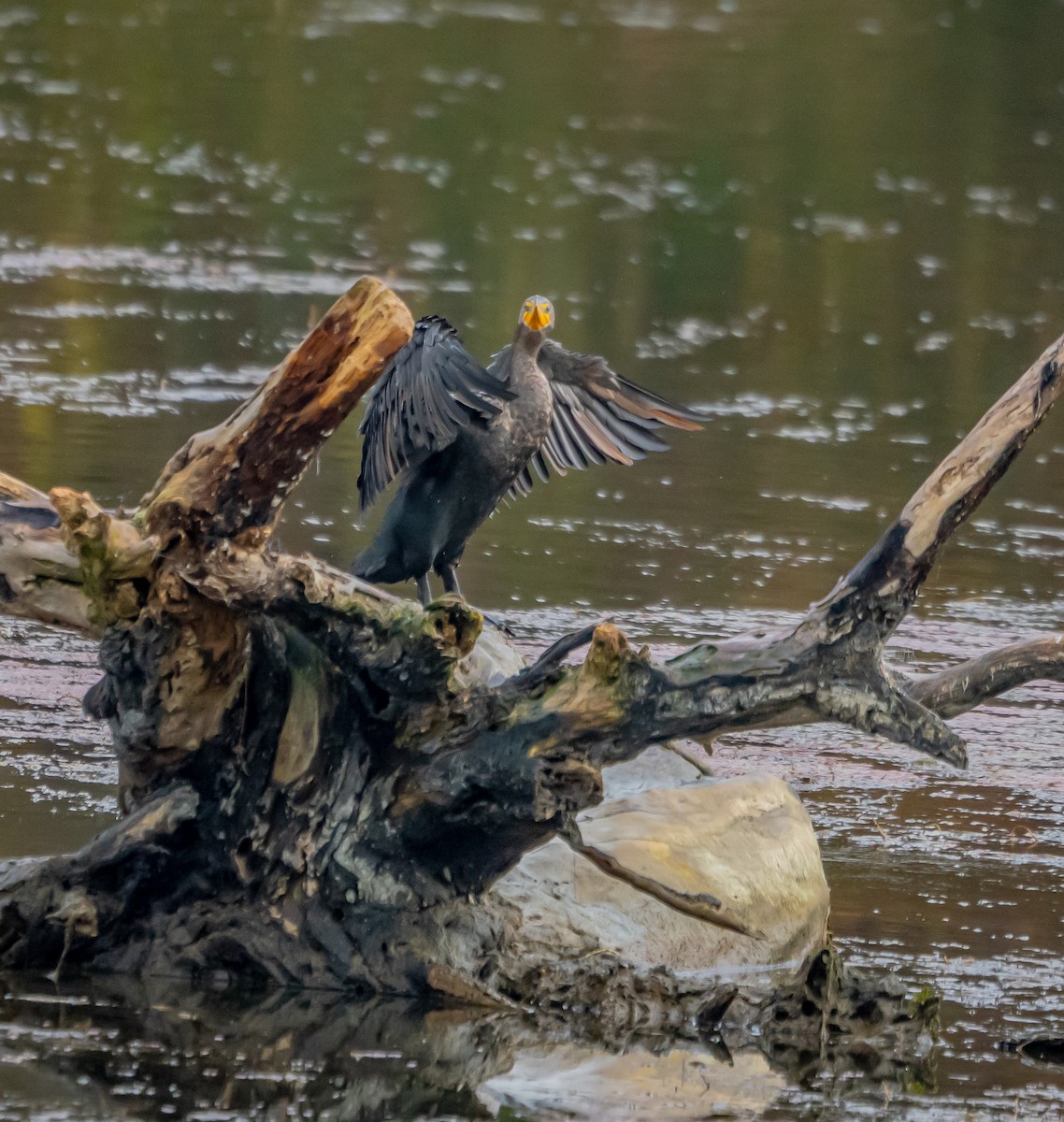 Double-crested Cormorant - ML627712620