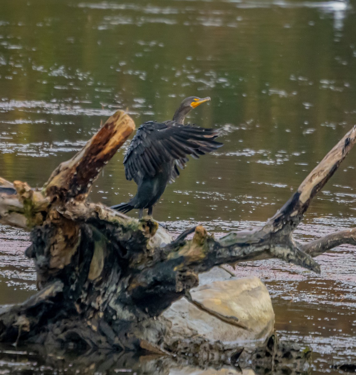 Double-crested Cormorant - ML627712621