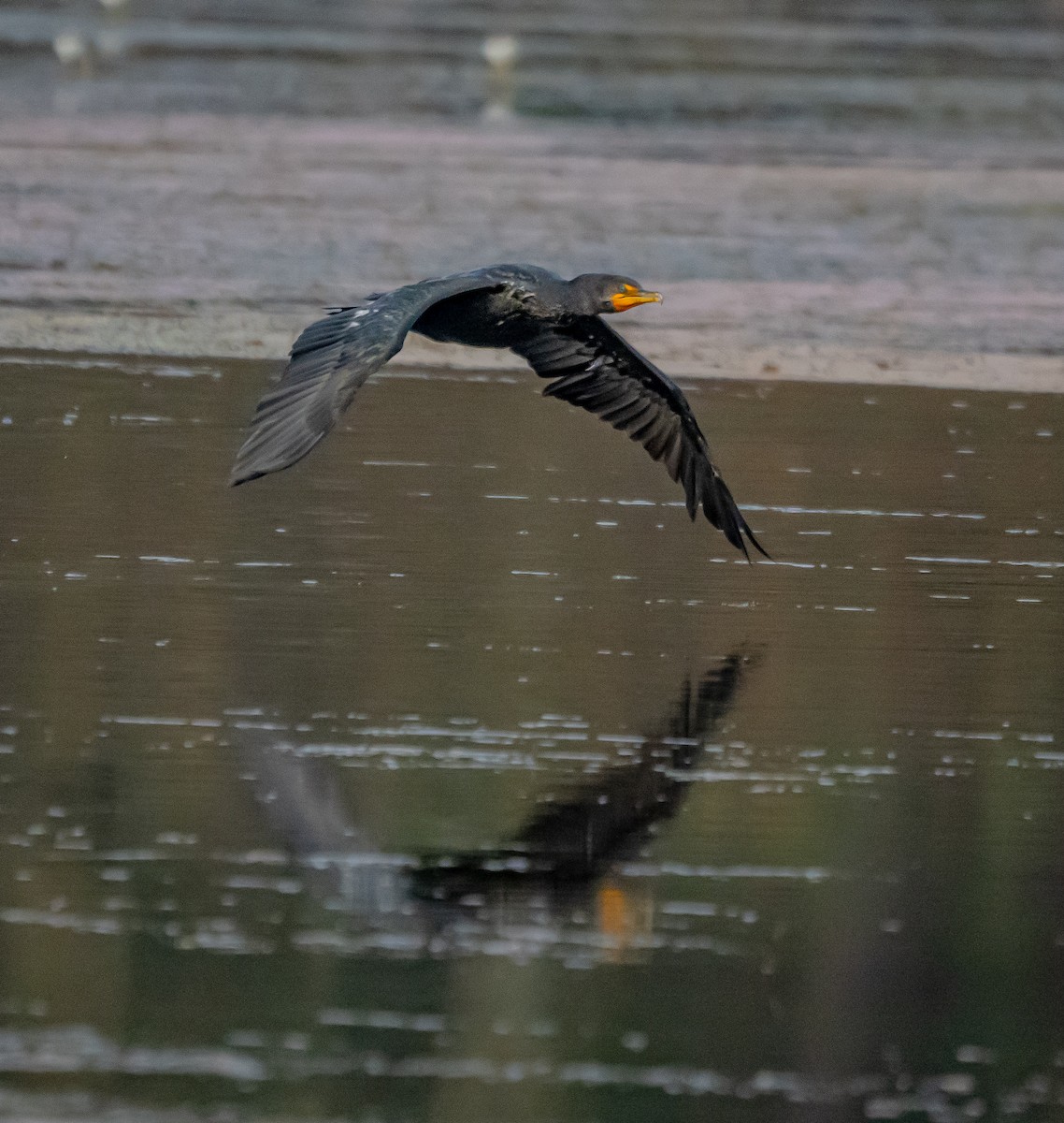 Double-crested Cormorant - ML627712622