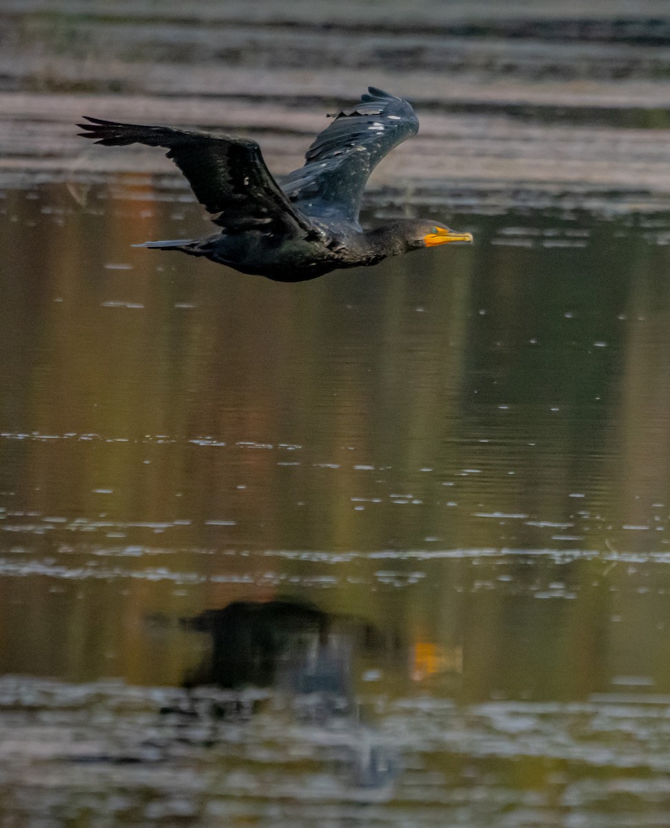 Double-crested Cormorant - ML627712623