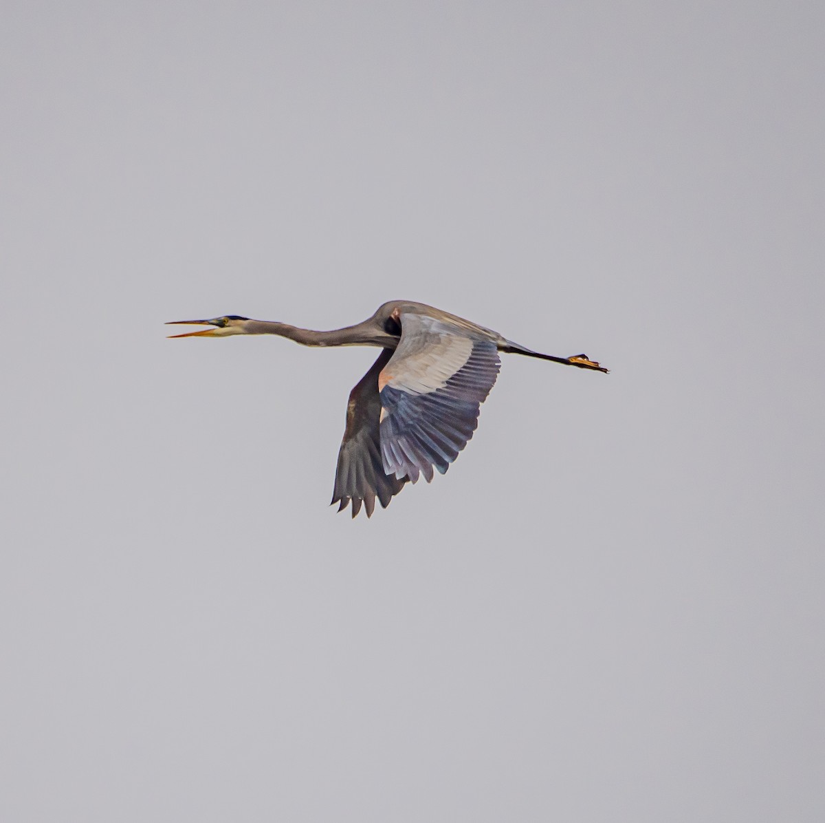 Great Blue Heron - ML627712638