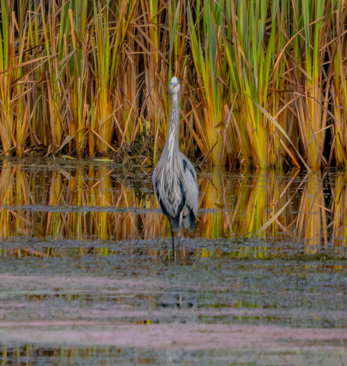 Great Blue Heron - ML627712639