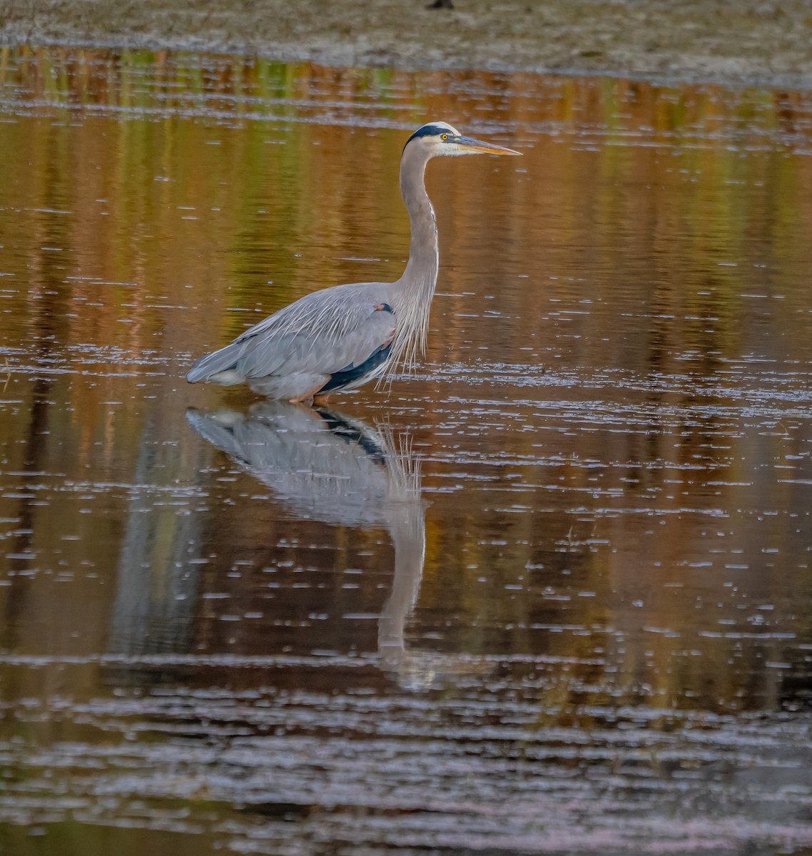 Great Blue Heron - ML627712641