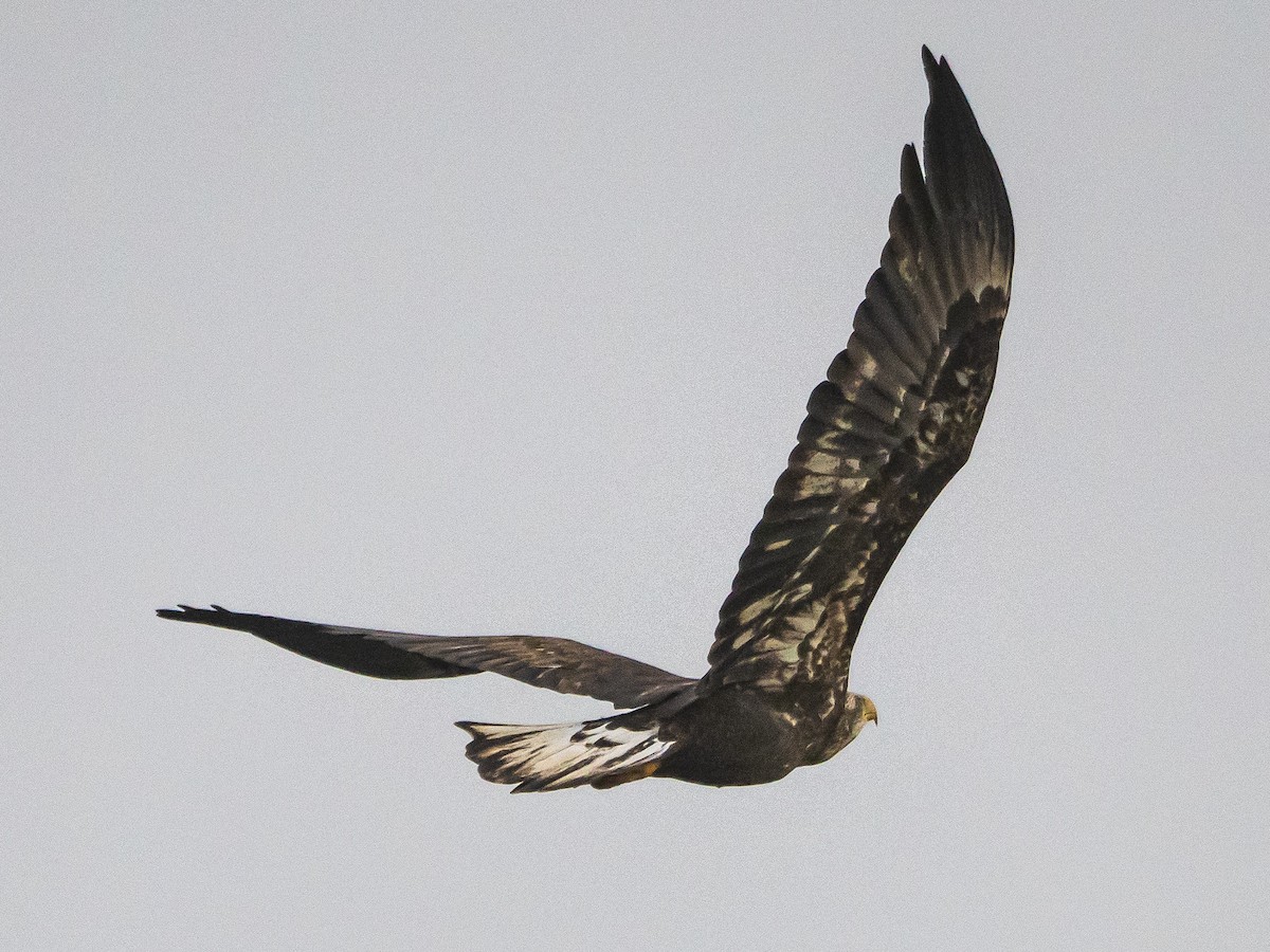 Bald Eagle - ML627712649