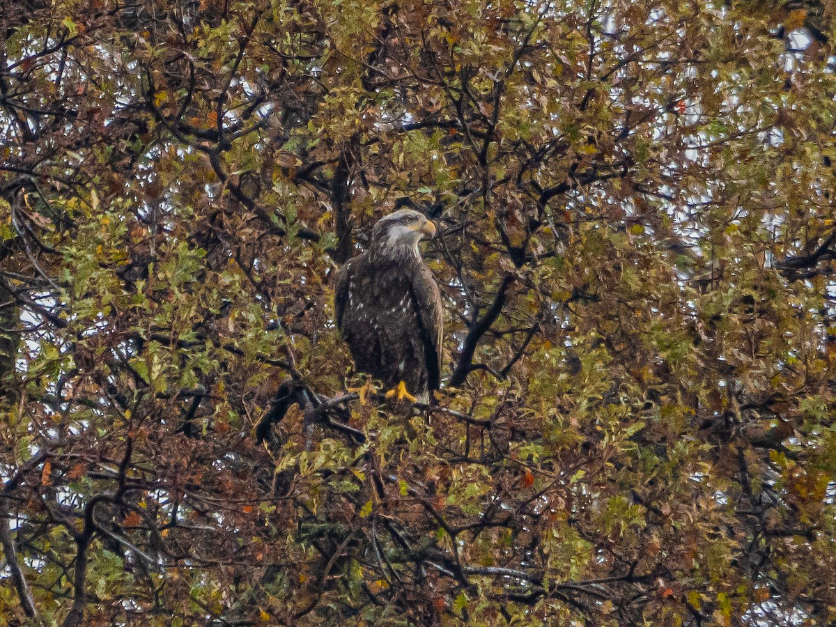 Bald Eagle - ML627712651