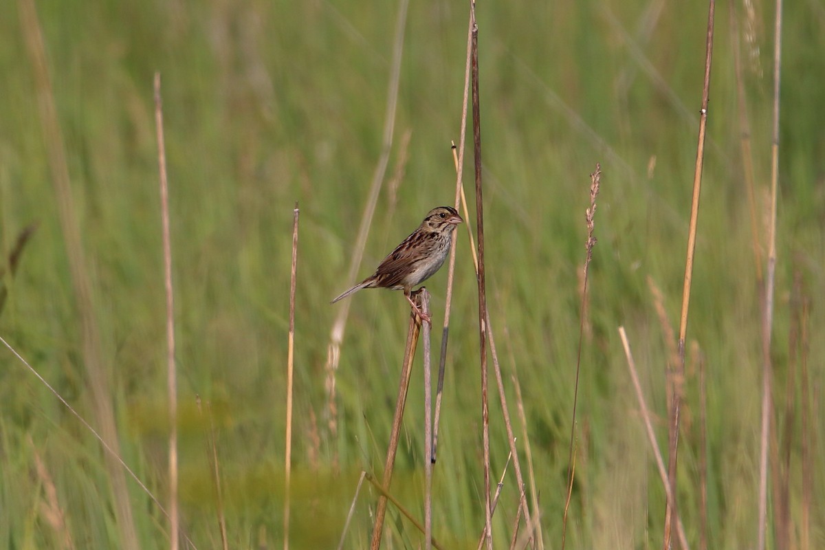 Henslow's Sparrow - ML627712657