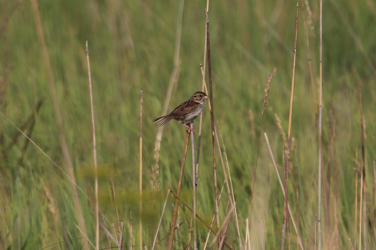 Henslow's Sparrow - ML627712662