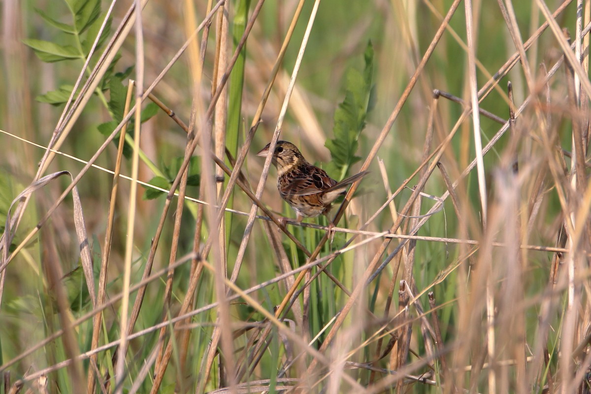 Henslow's Sparrow - ML627712665