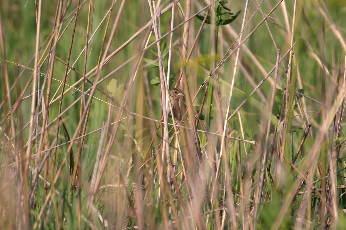 Henslow's Sparrow - ML627712666