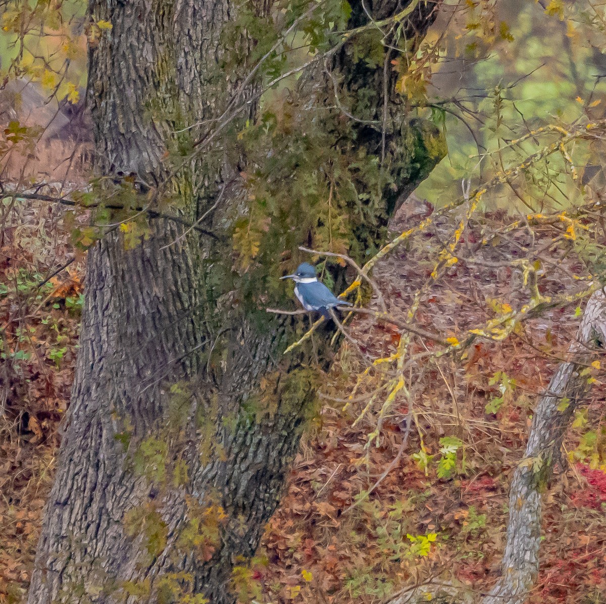 Belted Kingfisher - ML627712668