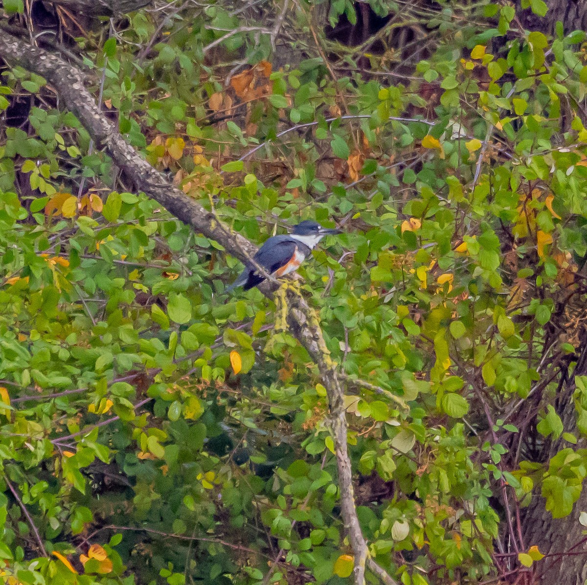 Belted Kingfisher - ML627712669