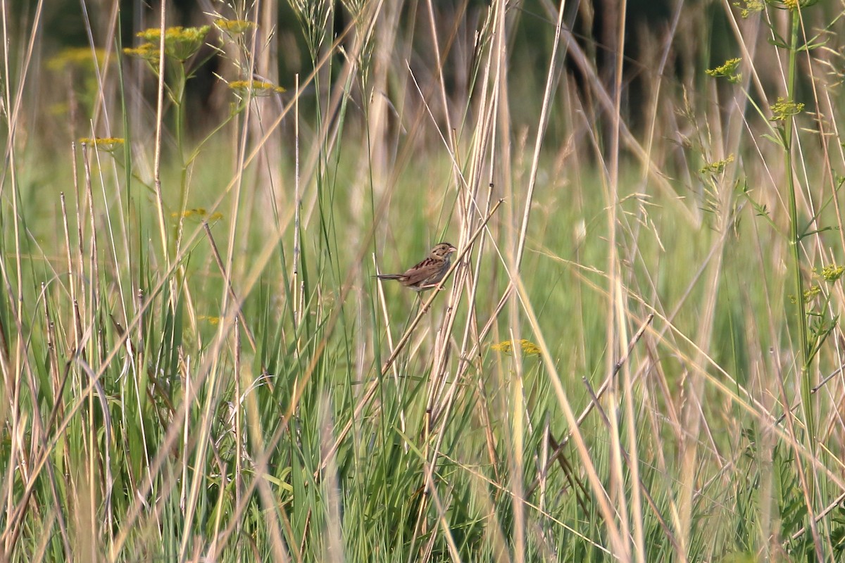 Henslow's Sparrow - ML627712675