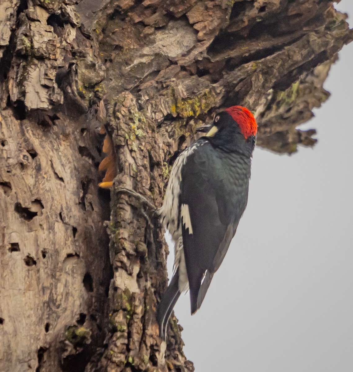 Acorn Woodpecker - ML627712676