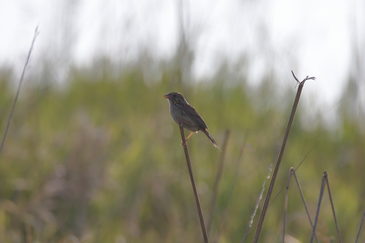 Henslow's Sparrow - ML627712680