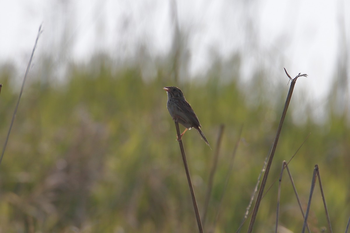 Henslow's Sparrow - ML627712681