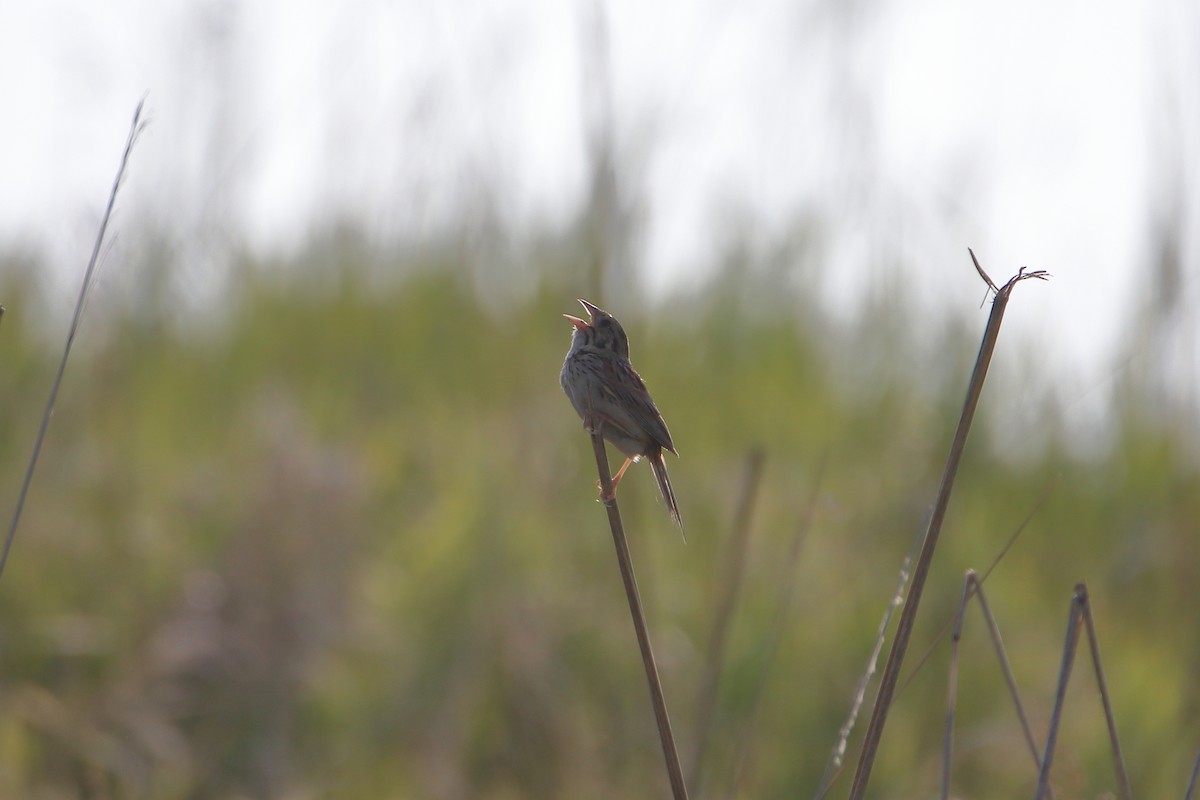 Henslow's Sparrow - ML627712683