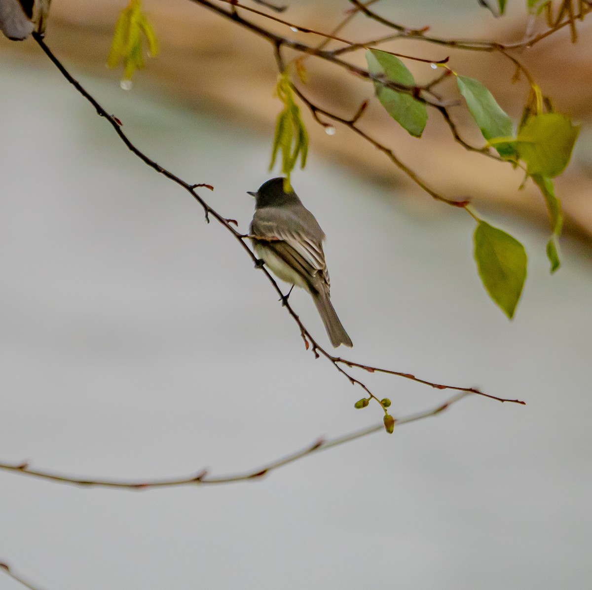 Black Phoebe - ML627712690