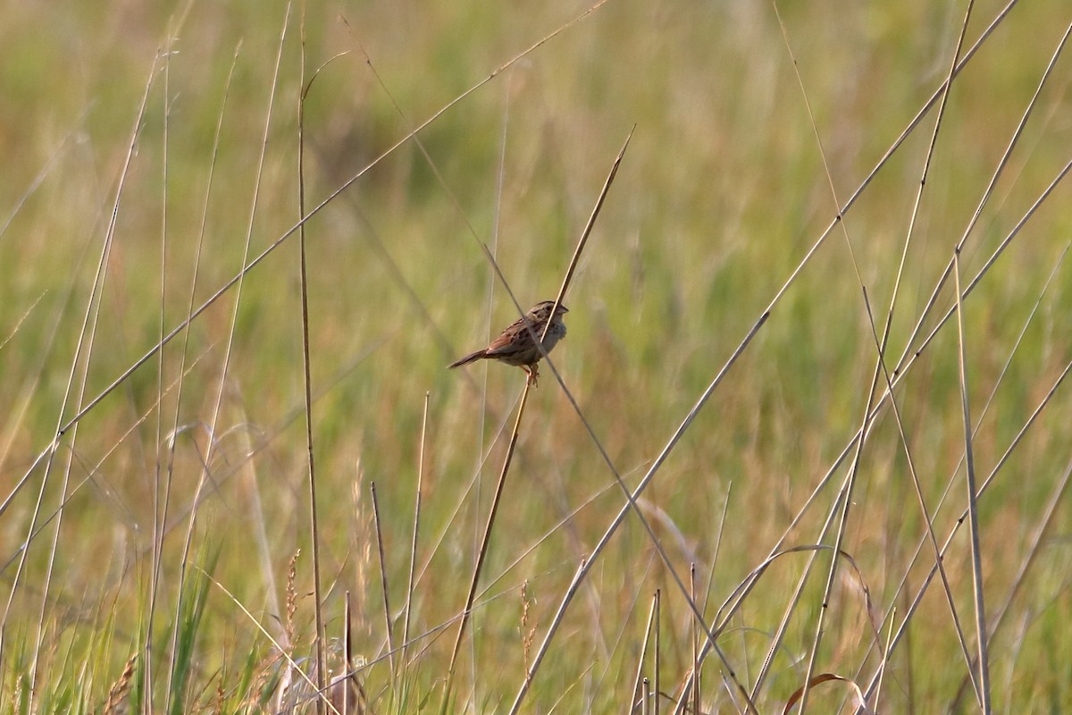 Henslow's Sparrow - ML627712697