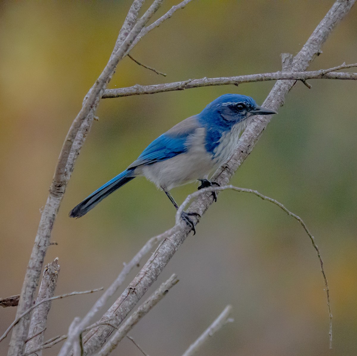 California Scrub-Jay - ML627712699