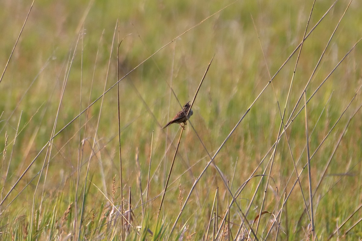 Henslow's Sparrow - ML627712701