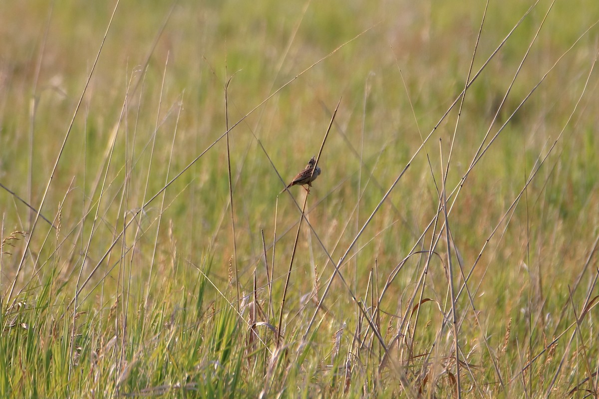 Henslow's Sparrow - ML627712702