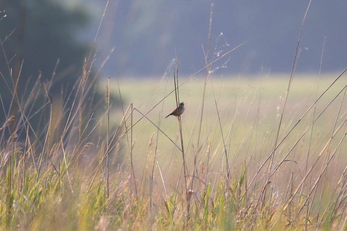 Henslow's Sparrow - ML627712703