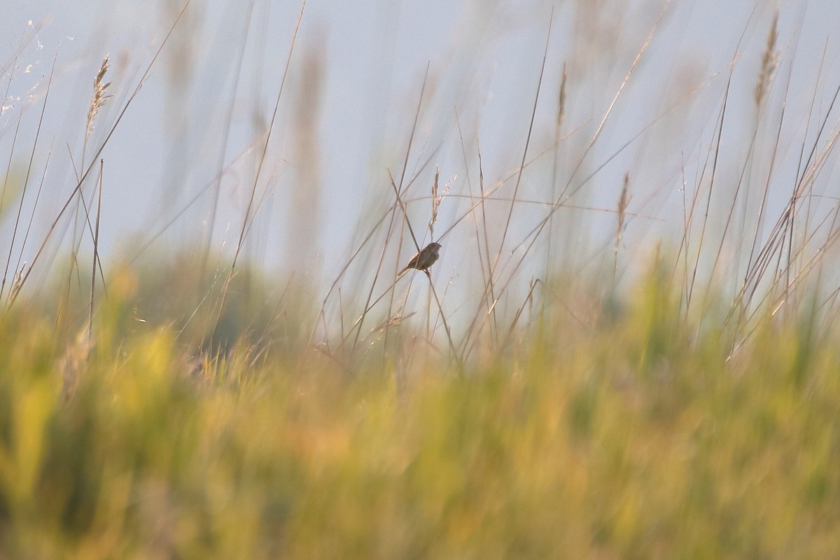 Henslow's Sparrow - ML627712706