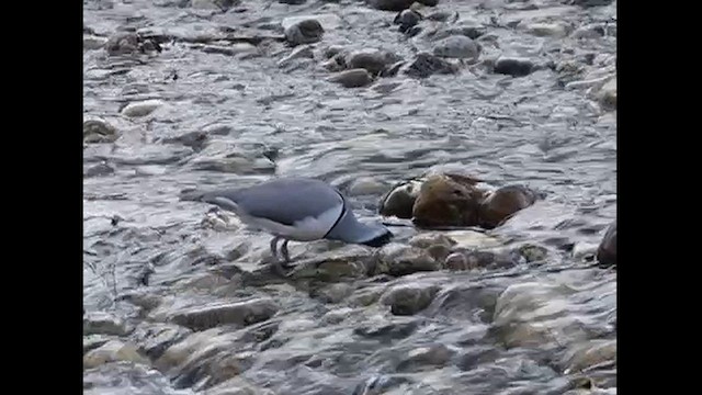 Ibisbill - ML627712725