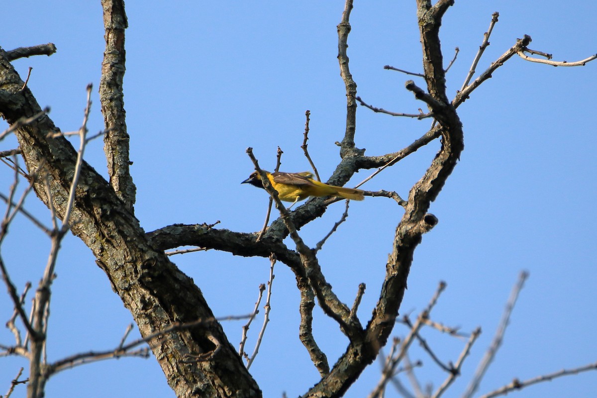 Orchard Oriole - ML627712792