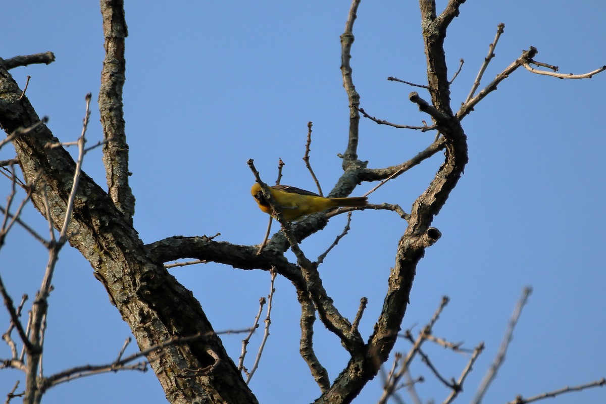 Orchard Oriole - ML627712797