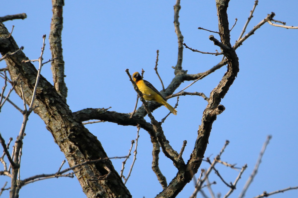 Orchard Oriole - ML627712798