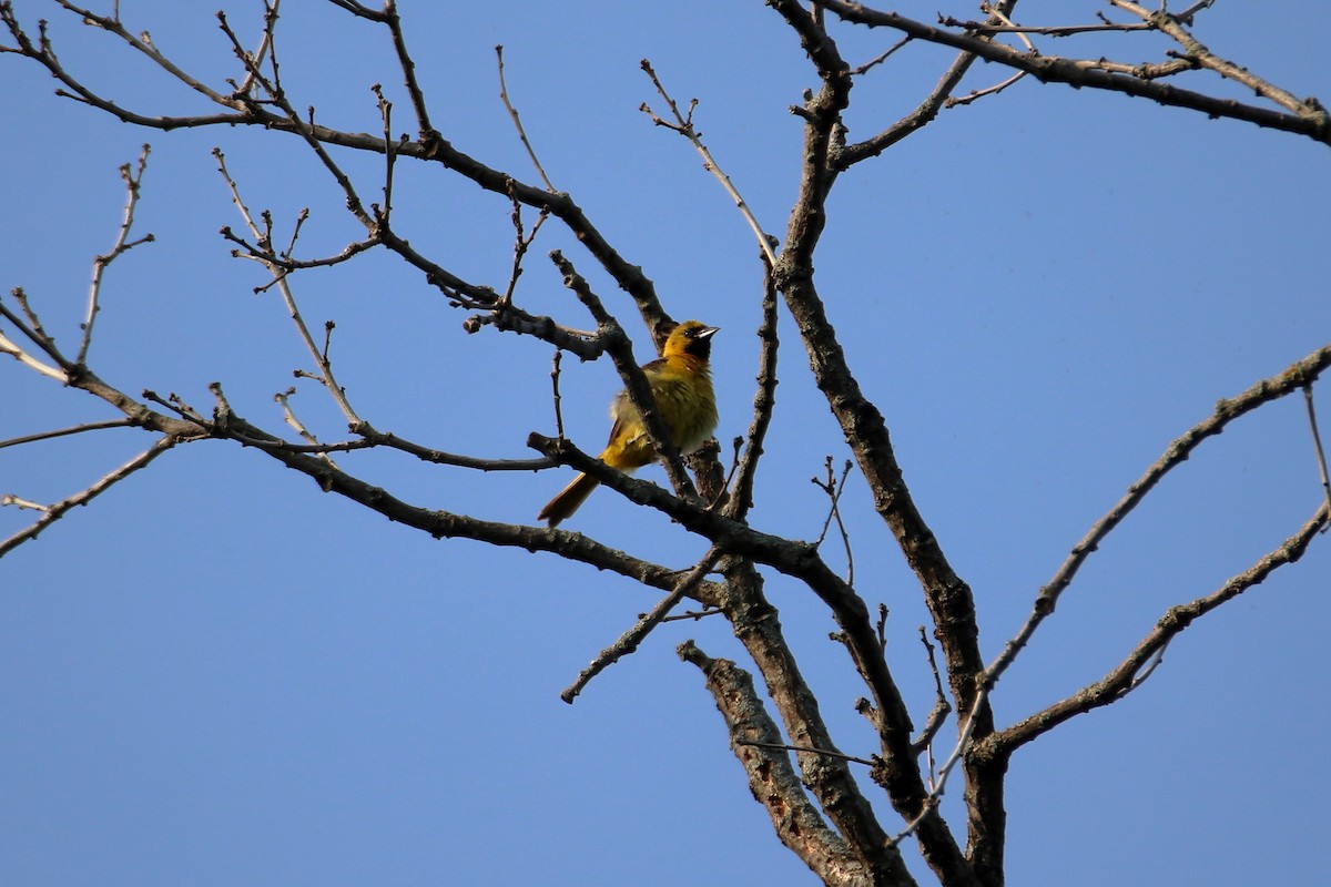 Orchard Oriole - ML627712802