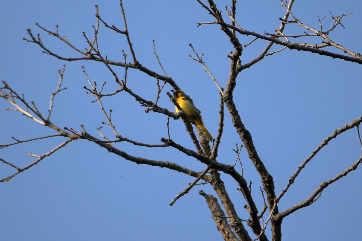 Orchard Oriole - ML627712803