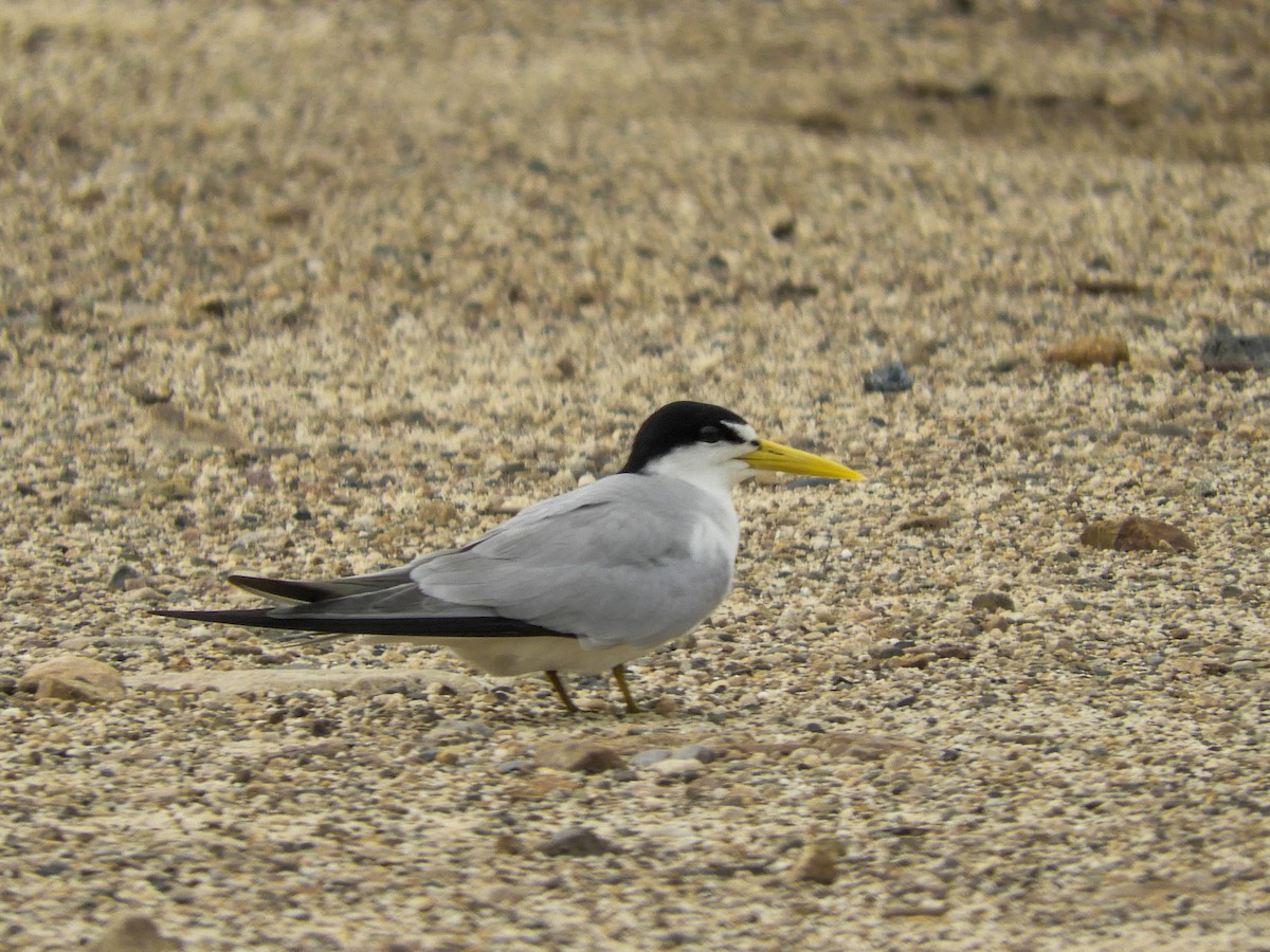 Yellow-billed Tern - ML627712828