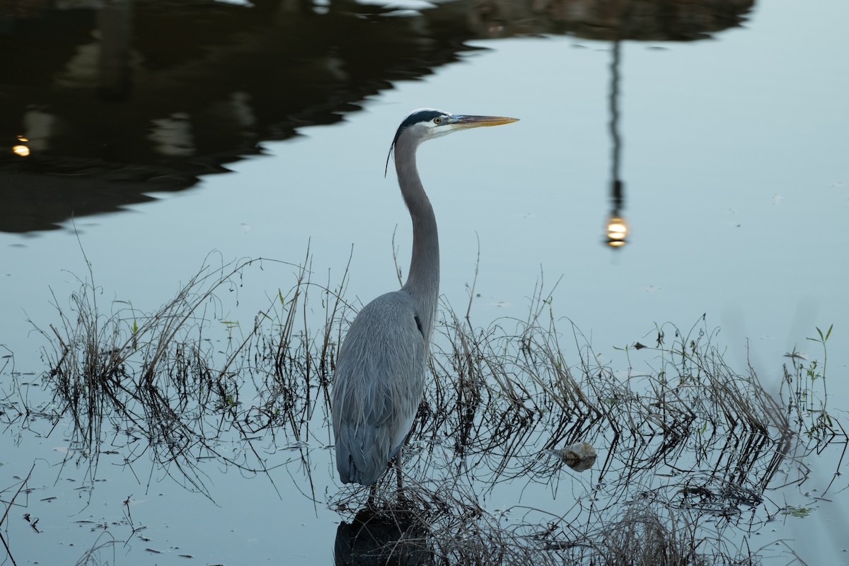 Great Blue Heron - ML627712832
