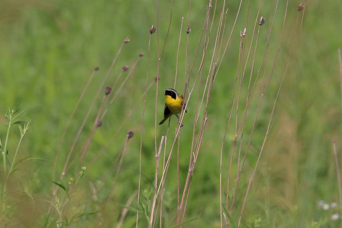 Common Yellowthroat - ML627712866