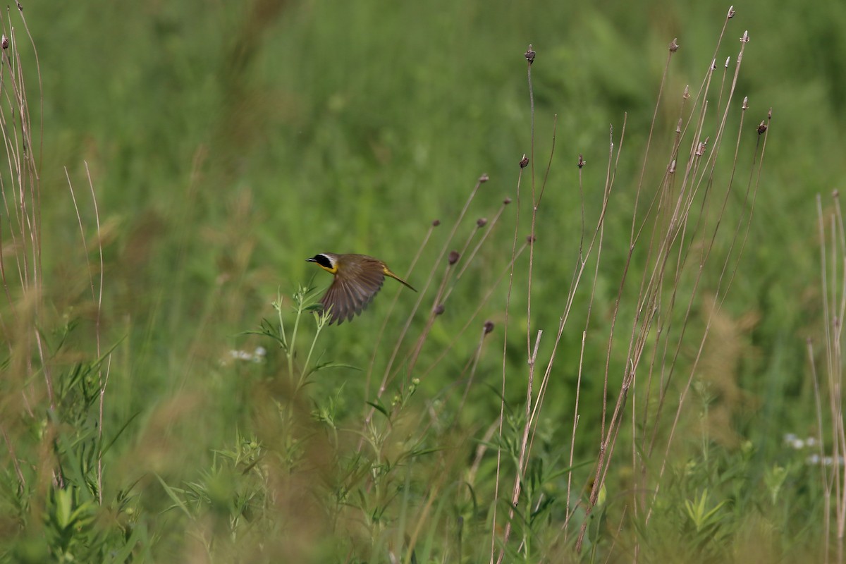 Common Yellowthroat - ML627712868
