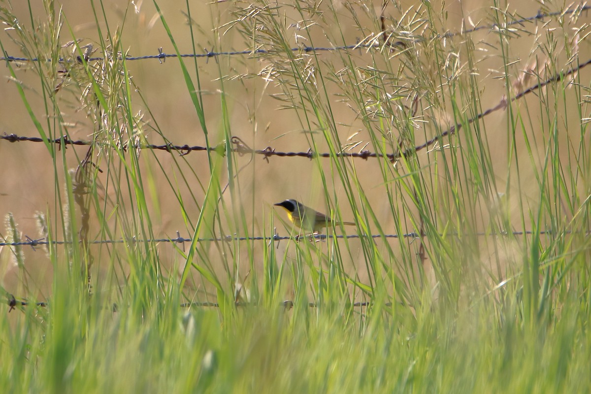 Common Yellowthroat - ML627712870