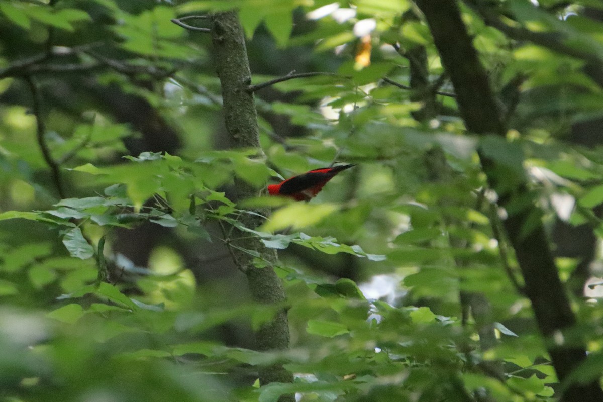 Scarlet Tanager - ML627712880