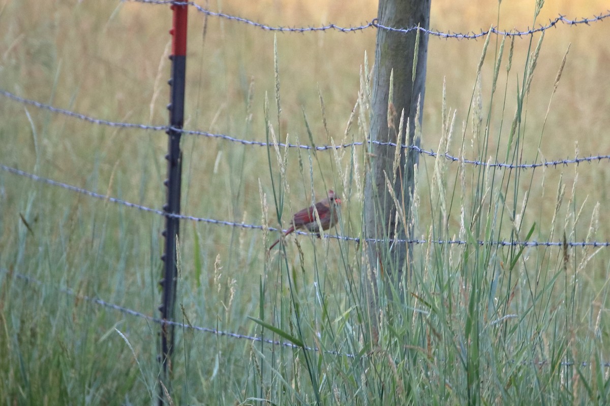 Northern Cardinal - ML627712884
