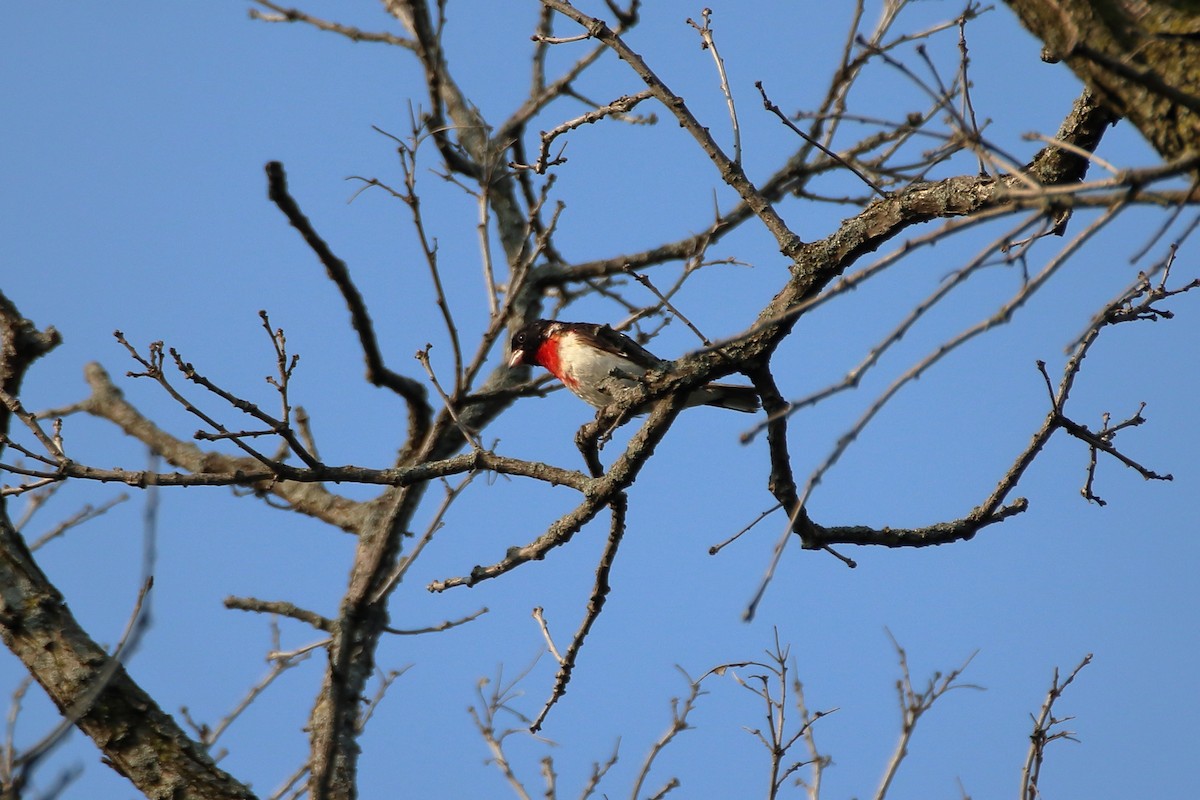 Rose-breasted Grosbeak - ML627712886
